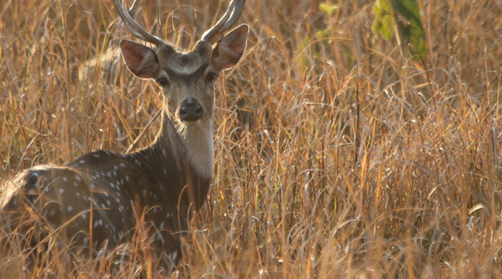 Corbett National Park